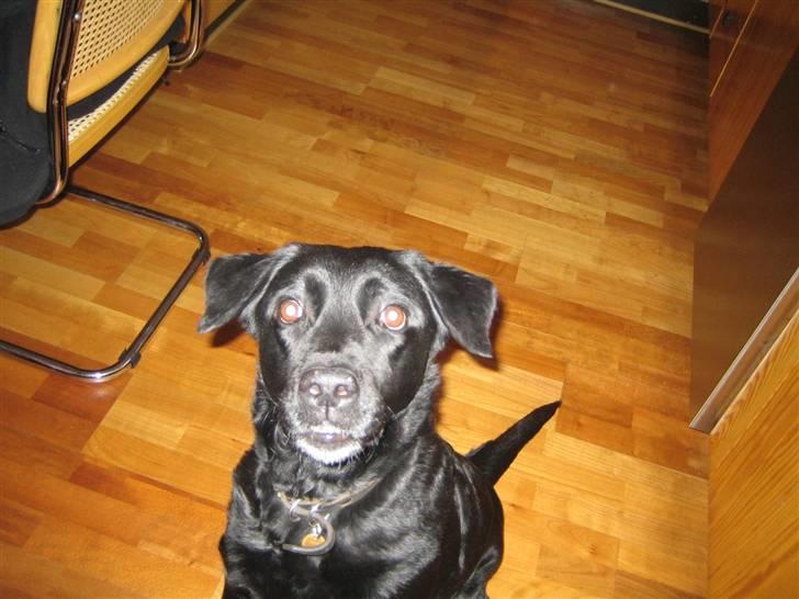 Blanding af racer Ronja R.I.P :( - de er øjne :´) billede 10