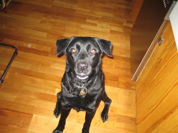 Blanding af racer Ronja R.I.P :( - der er ik et ord, men flere ord man kan sige om dig :) billede 11