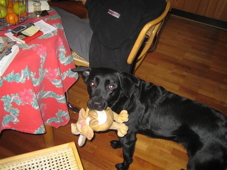 Blanding af racer Ronja R.I.P :( - din bamse ;´( billede 12