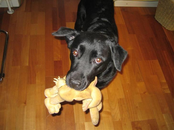 Blanding af racer Ronja R.I.P :( - du elsket den bare over alt på jorden, havde den altid hos dig :´( billede 13