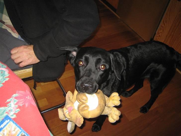 Blanding af racer Ronja R.I.P :( - de øjne er bare unike billede 14