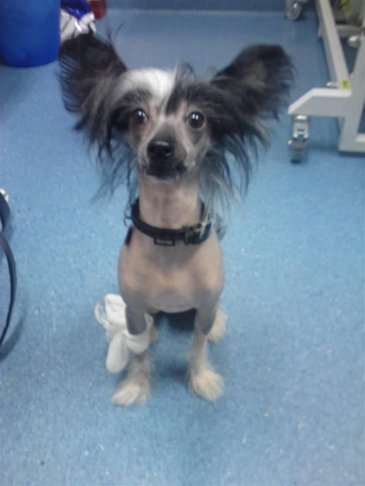 Chinese crested hårløs Akina  - Akina ELSKER dyrlæger, dog ikke når de som her har suget blod ud af hende;) Men de giver bare ALTID lækre godbidder! Januar 2010 billede 11