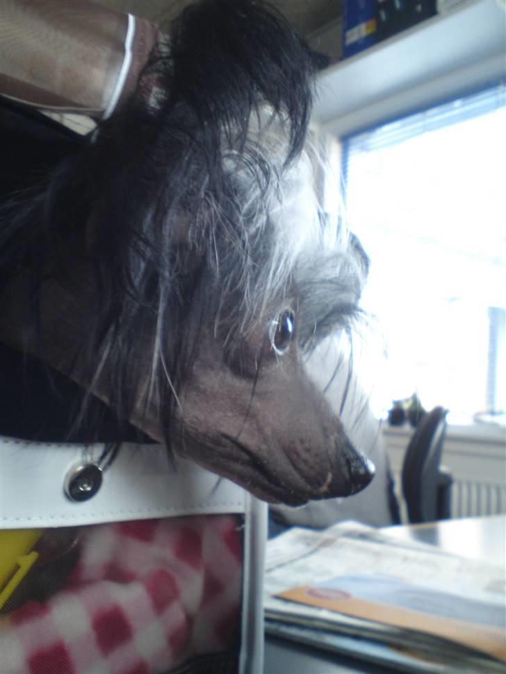 Chinese crested hårløs Akina  - 2010 billede 12