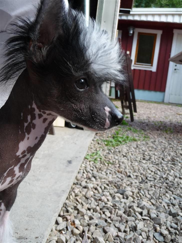 Chinese crested hårløs Akina  - 2009 billede 13