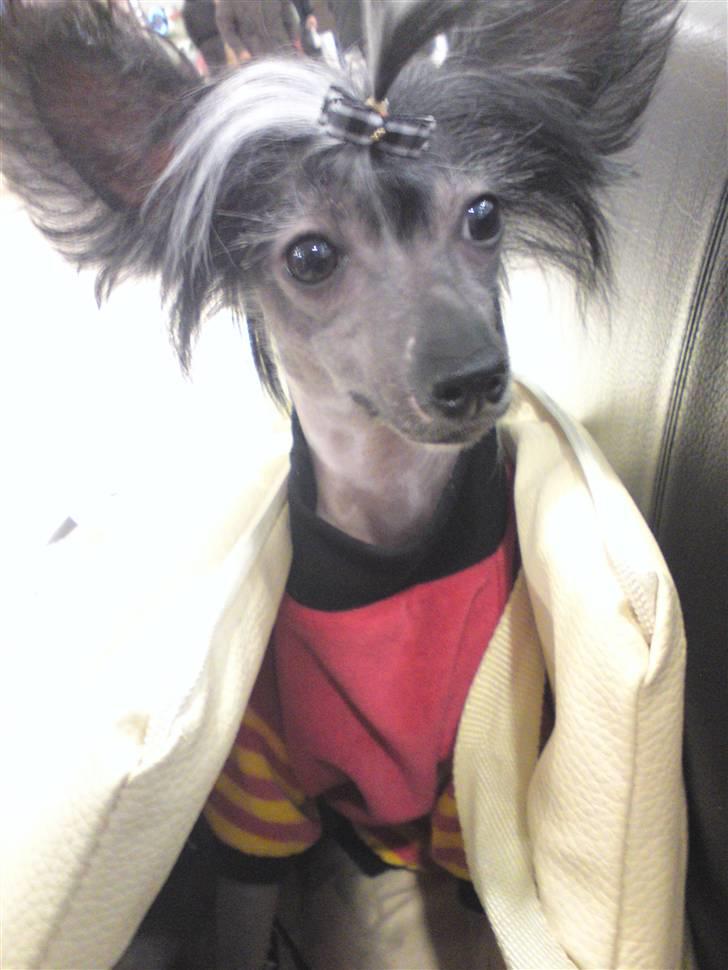 Chinese crested hårløs Akina  - 2009 billede 14