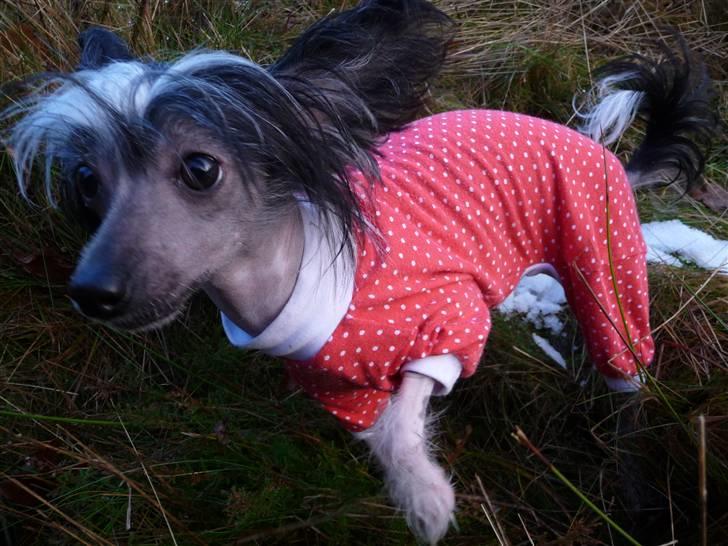 Chinese crested hårløs Akina  - 2010 billede 15