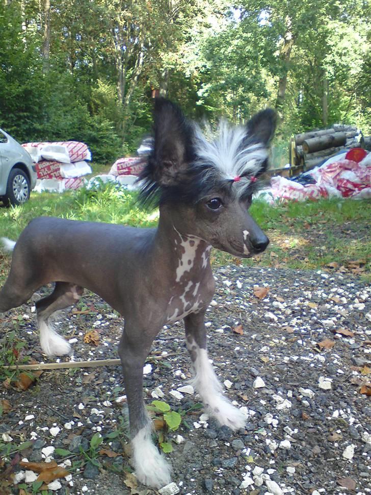 Chinese crested hårløs Akina  - 2009 billede 17