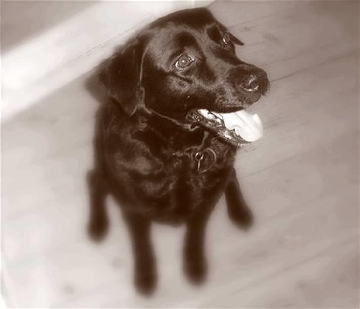 Blanding af racer Ronja R.I.P :( - savner dig bare ;´( billede 15