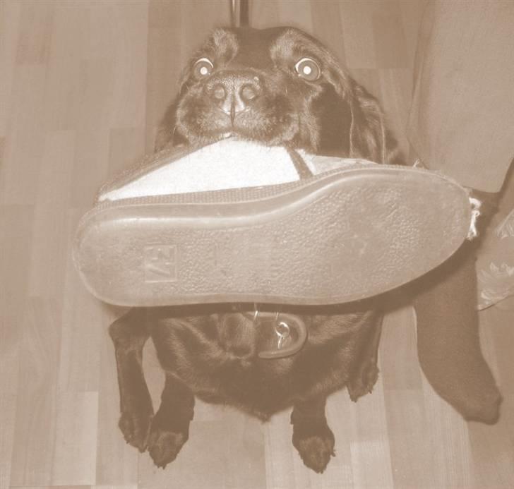 Blanding af racer Ronja R.I.P :( - du er unik og vil ik glemme dig ;´( billede 16