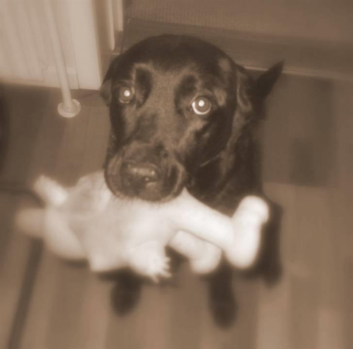 Blanding af racer Ronja R.I.P :( billede 17