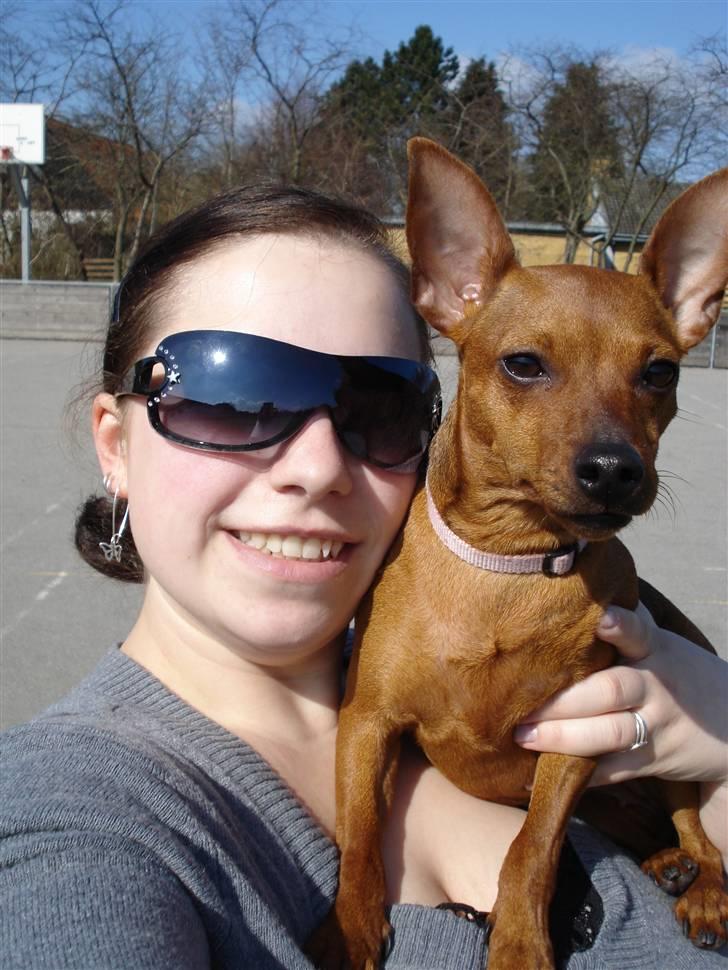 Dvaergpinscher Ami billede 17