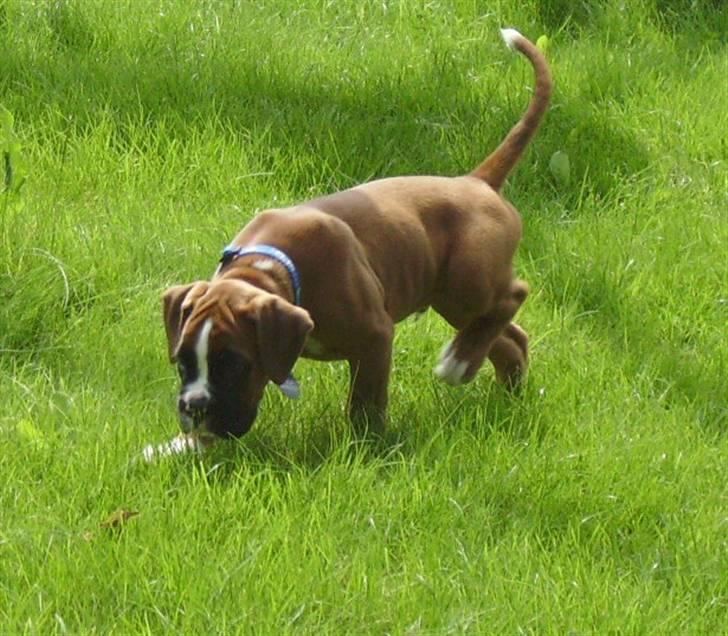 Boxer Troica´s gaucho - Koda billede 1