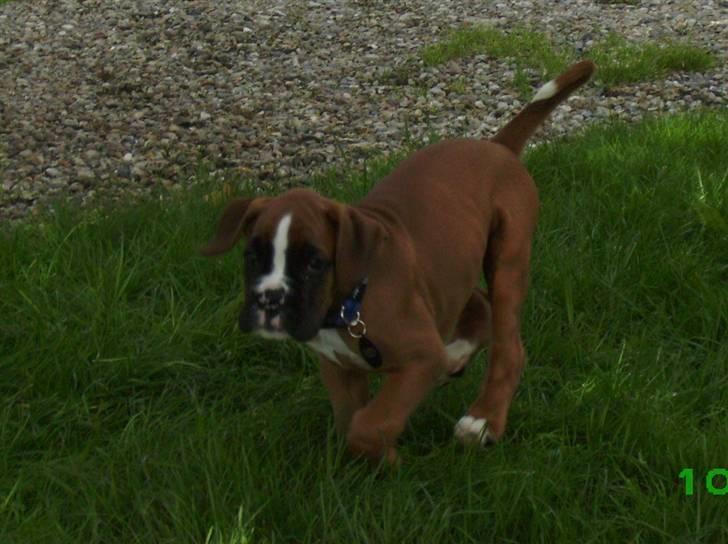 Boxer Troica´s gaucho - Koda billede 2