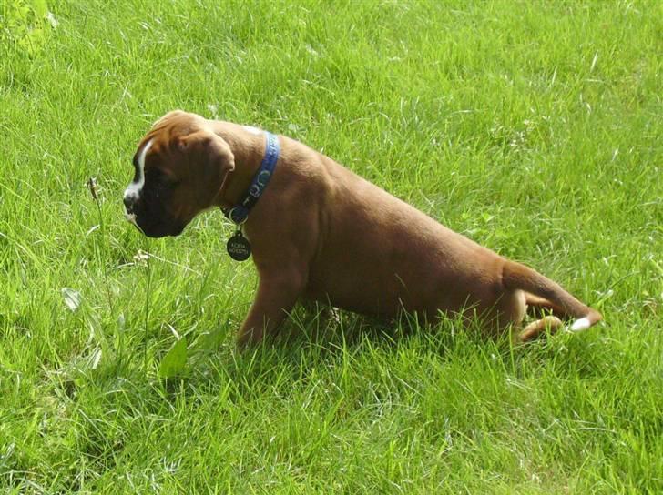 Boxer Troica´s gaucho - Koda billede 3