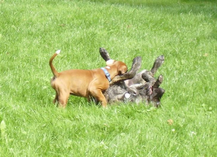 Boxer Troica´s gaucho - Koda billede 4