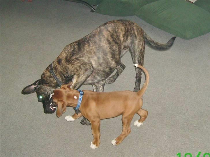 Boxer Troica´s gaucho - Koda billede 5