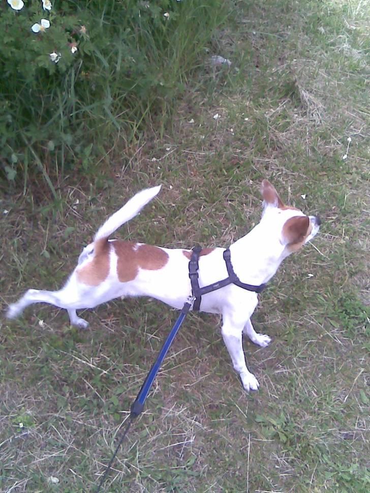 Chihuahua Pontus  billede 3