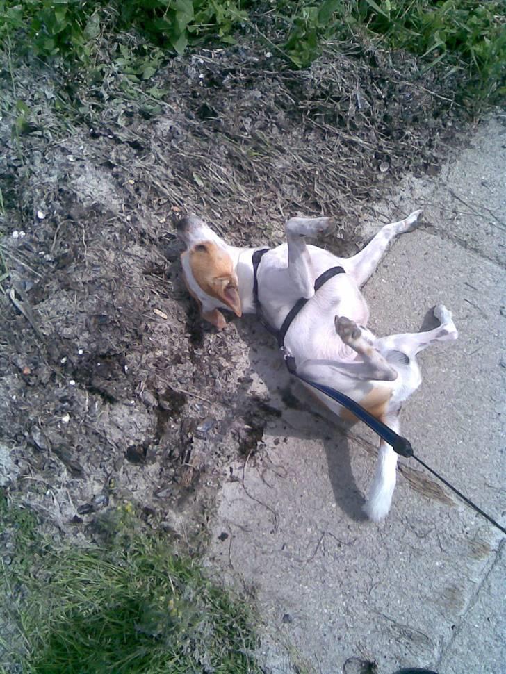 Chihuahua Pontus  - Inden jeg fikl taget bollerne var jeg knap så tyk - men glad !!!!  billede 4