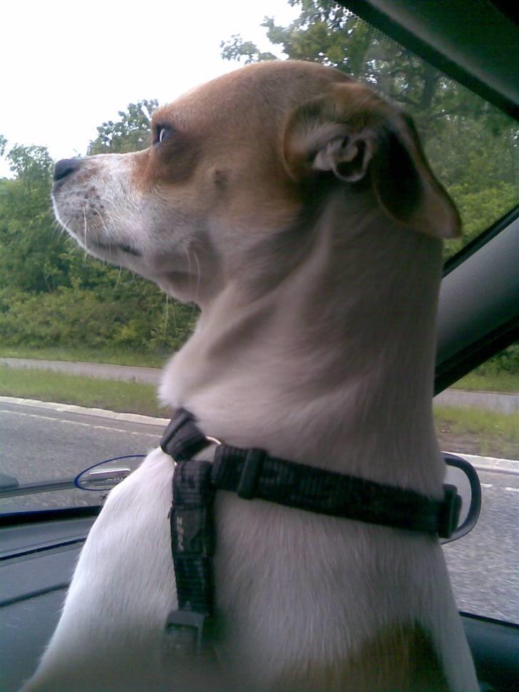 Chihuahua Pontus  - "Er vi ikke snart nede ved farmor " ....?????? billede 5