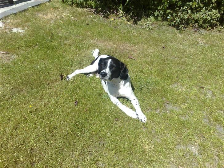 Dansk svensk gaardhund Smooky - Hygger i haven billede 2