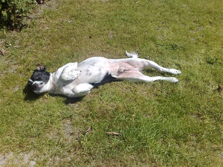 Dansk svensk gaardhund Smooky - ELSKER sommer og sol billede 3