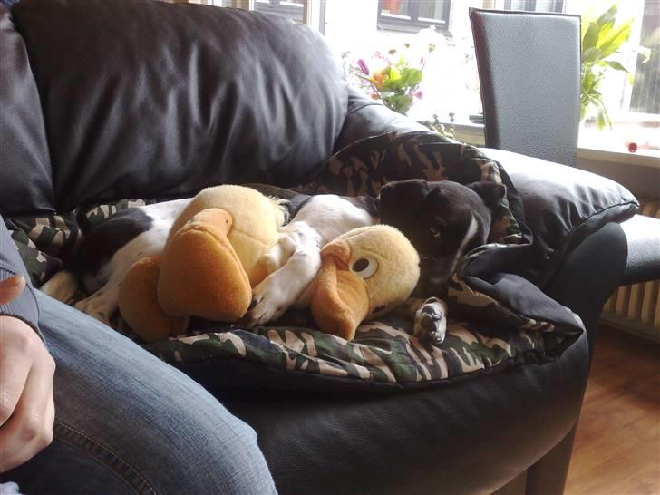 Dansk svensk gaardhund Smooky - Putter med Rasmus Rap billede 4