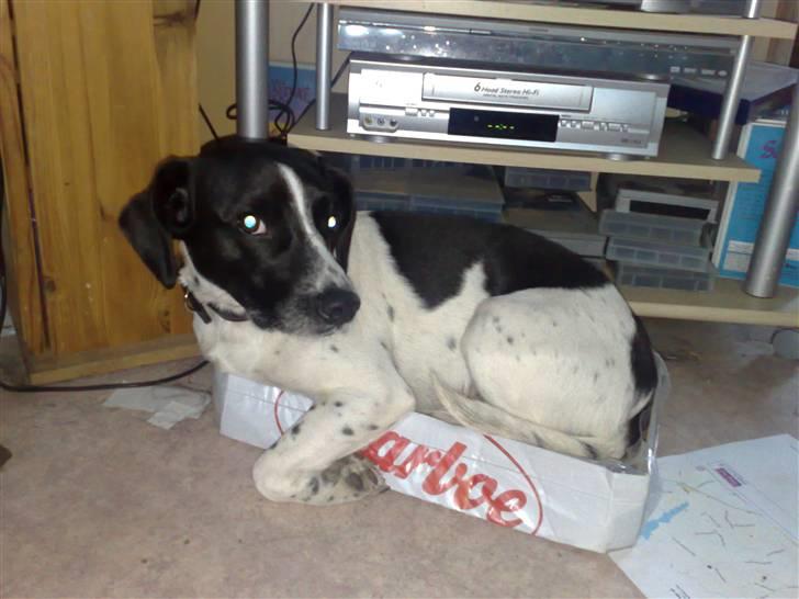 Dansk svensk gaardhund Smooky - Hva mener du med at det ikke er min kurv.? billede 5