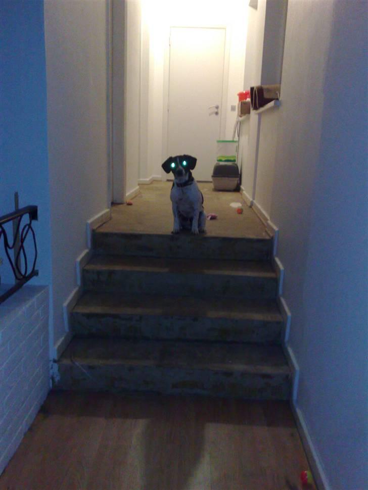 Dansk svensk gaardhund Smooky - Skræmmende..? billede 6