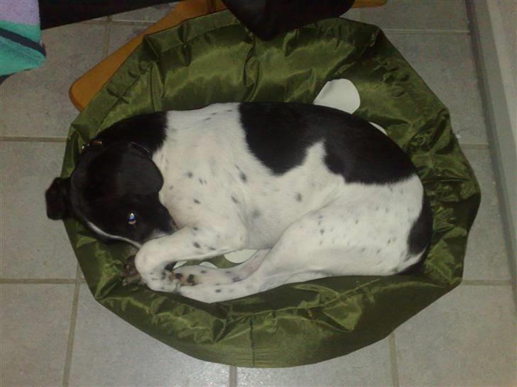 Dansk svensk gaardhund Smooky - Puuuuuh hvem har pruttede..? billede 7