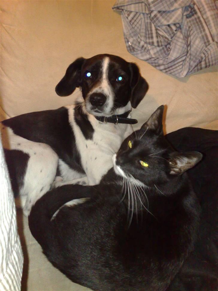 Dansk svensk gaardhund Smooky - Det er min ven Gangster billede 8