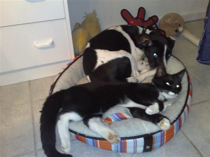 Dansk svensk gaardhund Smooky - Mig og gangster igen.. (jeg er altså større end ham) billede 9