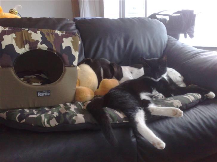 Dansk svensk gaardhund Smooky - Det er så vores egen sofa.. aka puttecentralen billede 10