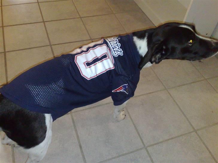 Dansk svensk gaardhund Smooky - Far siger at jeg går op i Amerikans fodbold, så jeg har min egen Patriots jersey... billede 11
