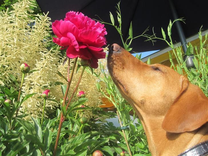 Blanding af racer Molly billede 1