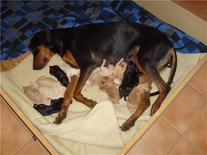 Blanding af racer Molly billede 2