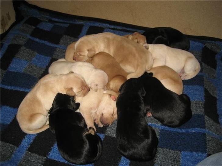 Blanding af racer Molly billede 3