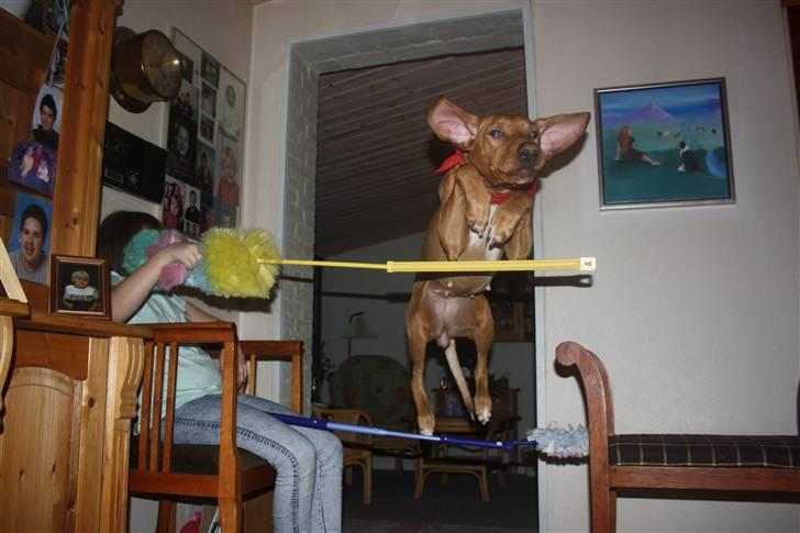 Blanding af racer Molly billede 4