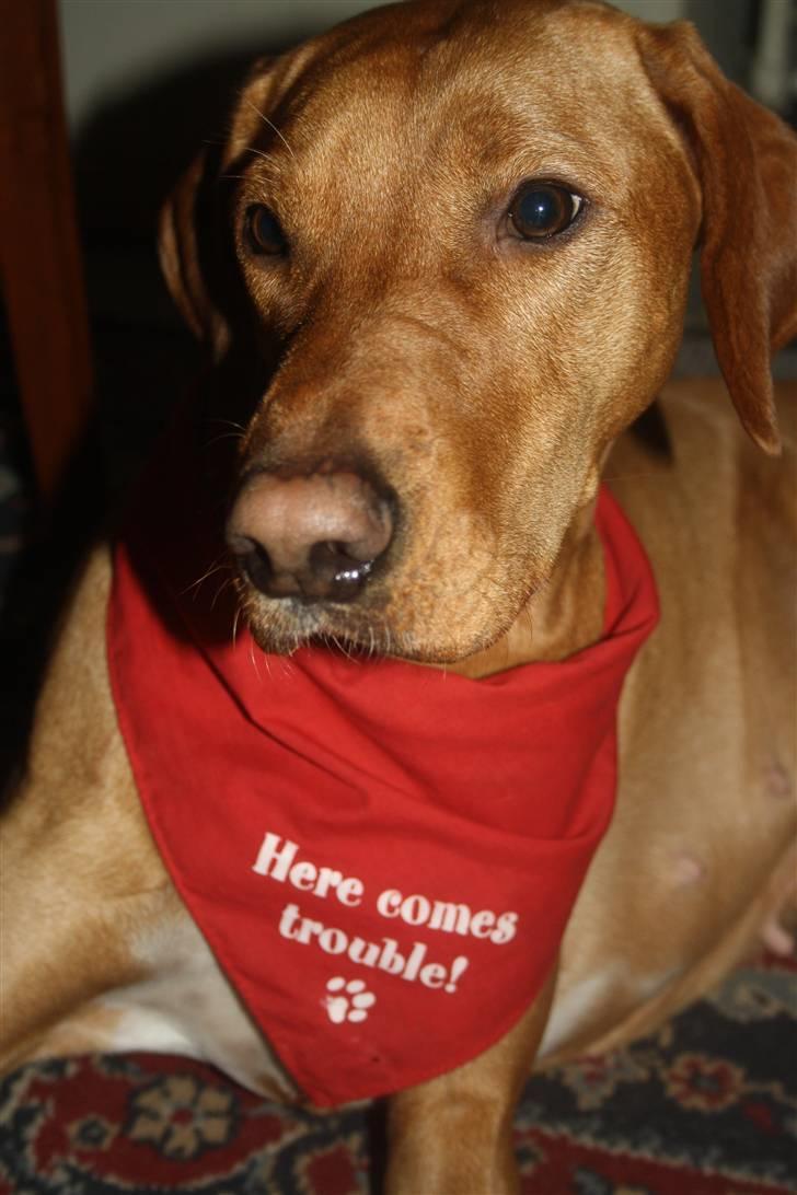 Blanding af racer Molly billede 5