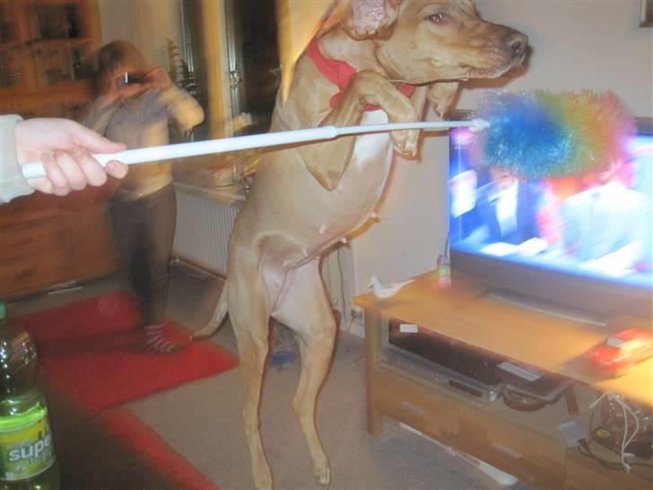 Blanding af racer Molly billede 6