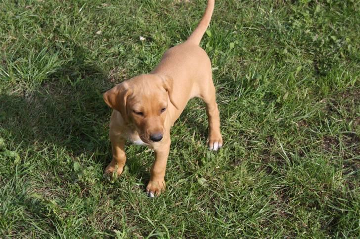 Blanding af racer Molly billede 7