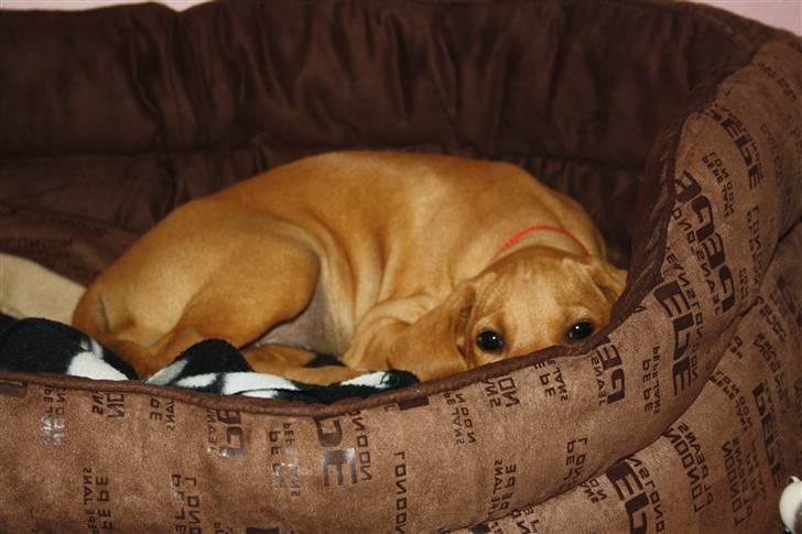 Blanding af racer Molly billede 8