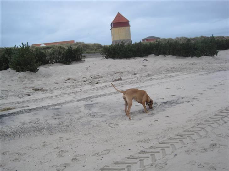 Blanding af racer Molly billede 9