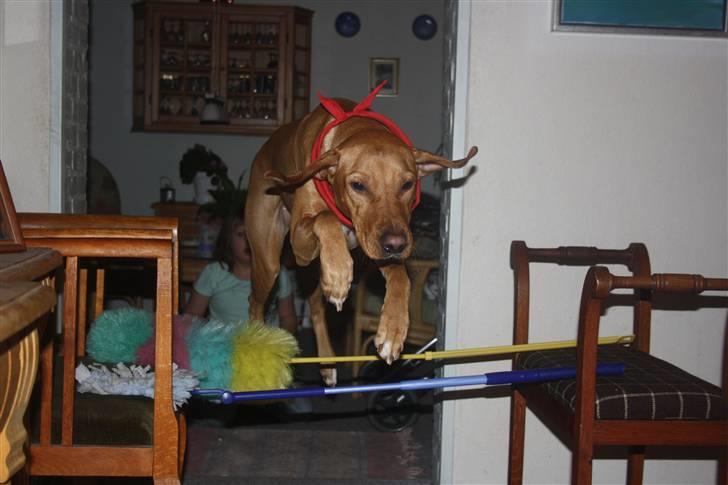 Blanding af racer Molly billede 10