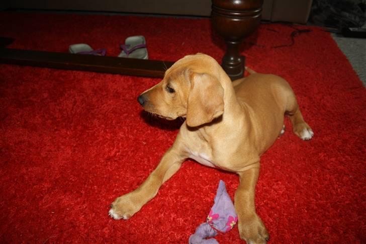 Blanding af racer Molly billede 11