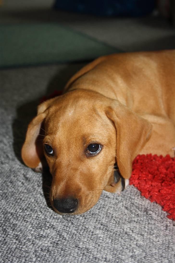 Blanding af racer Molly billede 12