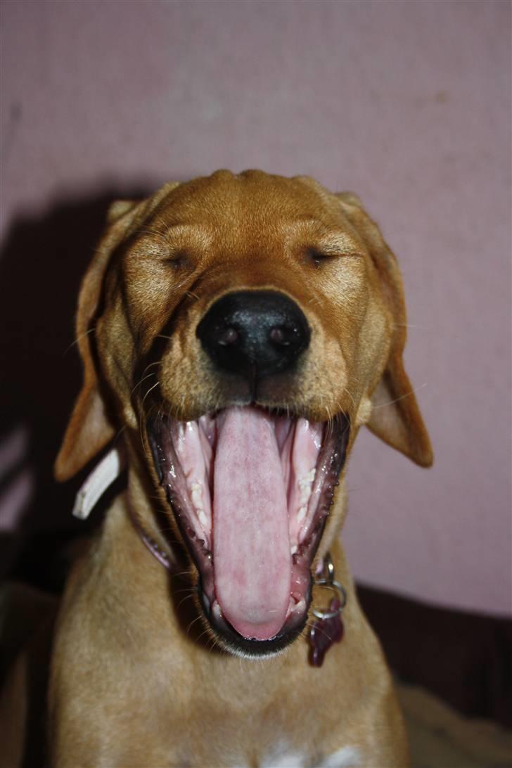 Blanding af racer Molly billede 13