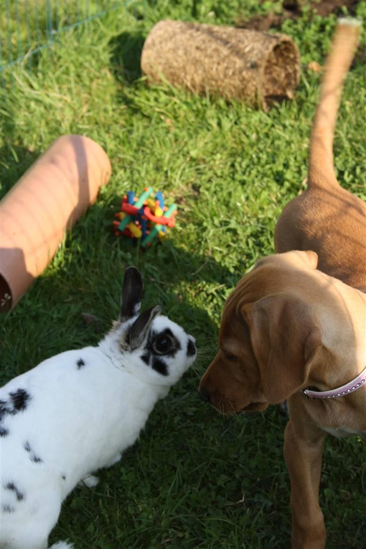 Blanding af racer Molly billede 14