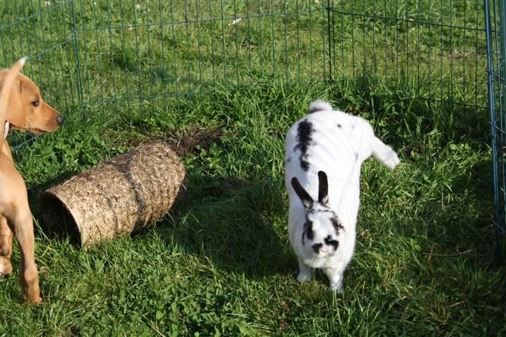 Blanding af racer Molly billede 15