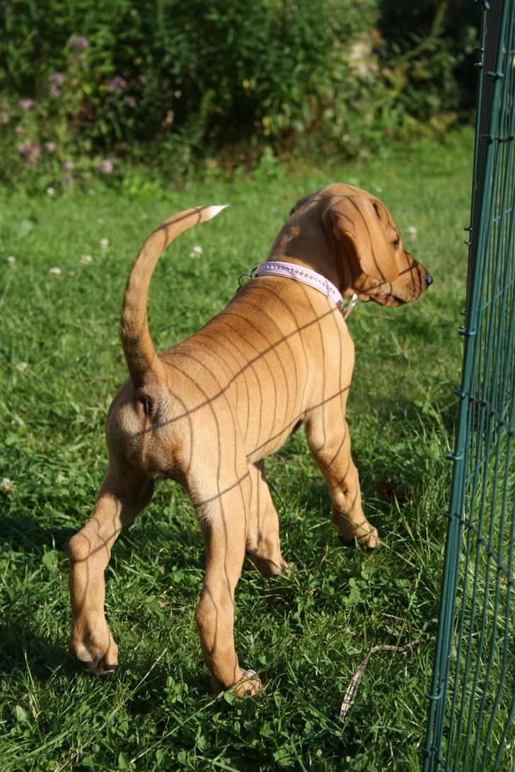 Blanding af racer Molly billede 16