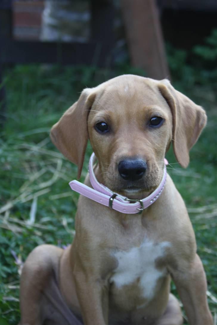 Blanding af racer Molly billede 17